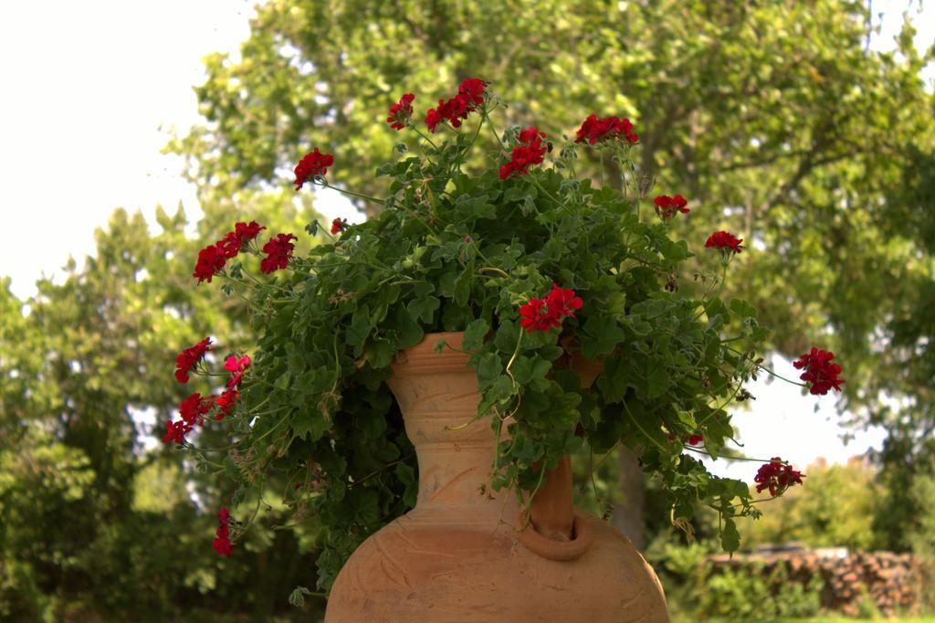 אבאסנטה Country Hotel Mandra Edera מראה חיצוני תמונה